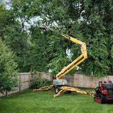 How Our Tree Care Process Works  in  Fall City, WA