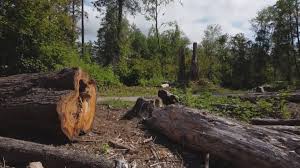 Trusted Fall City, WA Tree Removal Services Experts